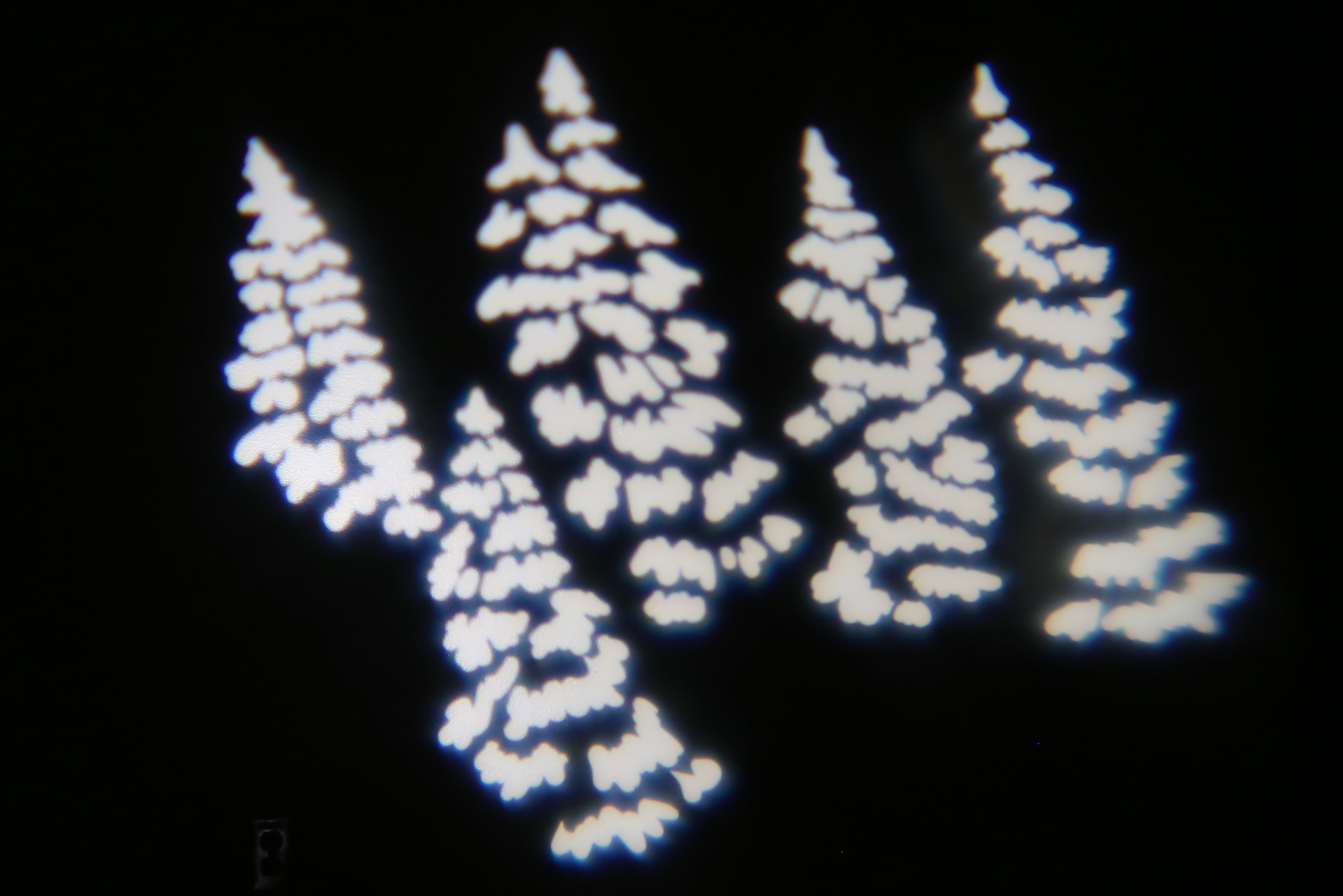 Nature - Pine Trees 1